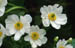 Riesenhahnenfu�